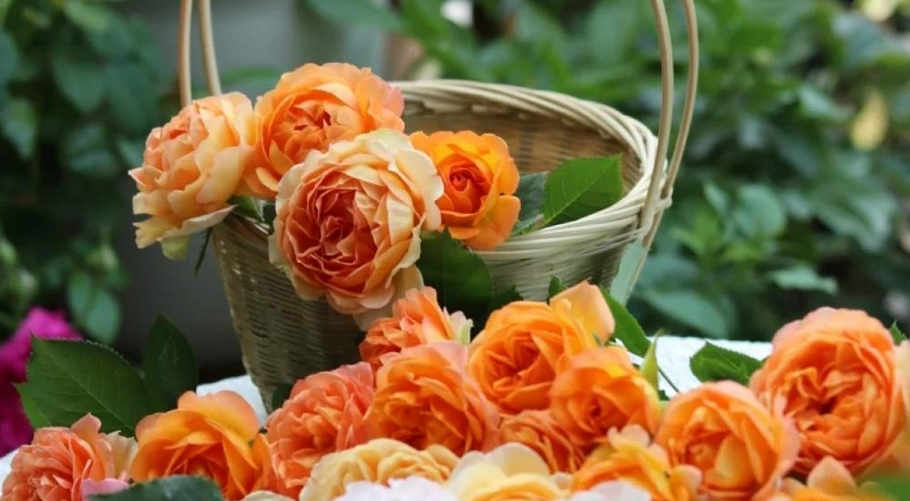 How & When to Prune Roses