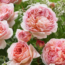 Load image into Gallery viewer, David Austin® Rose - Abraham Darby
