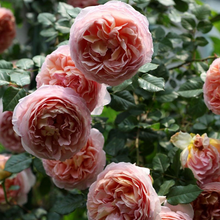 Load image into Gallery viewer, David Austin® Rose - Abraham Darby
