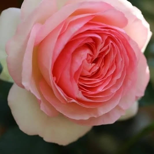 Meilland Rose - Eden Rose
