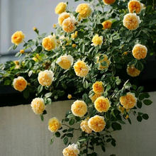 Load image into Gallery viewer, David Austin® Rose - Golden Celebration

