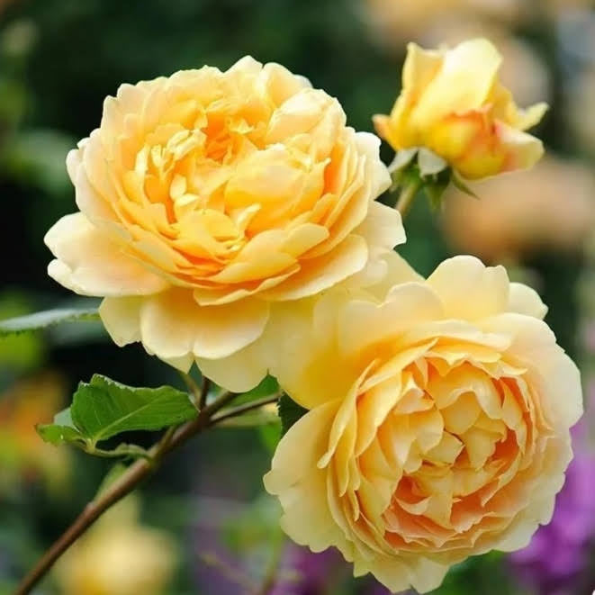 David Austin® Rose - Golden Celebration