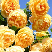 Load image into Gallery viewer, David Austin® Rose - Golden Celebration
