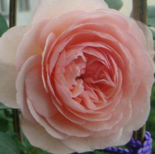 Load image into Gallery viewer, David Austin® Rose - Heritage
