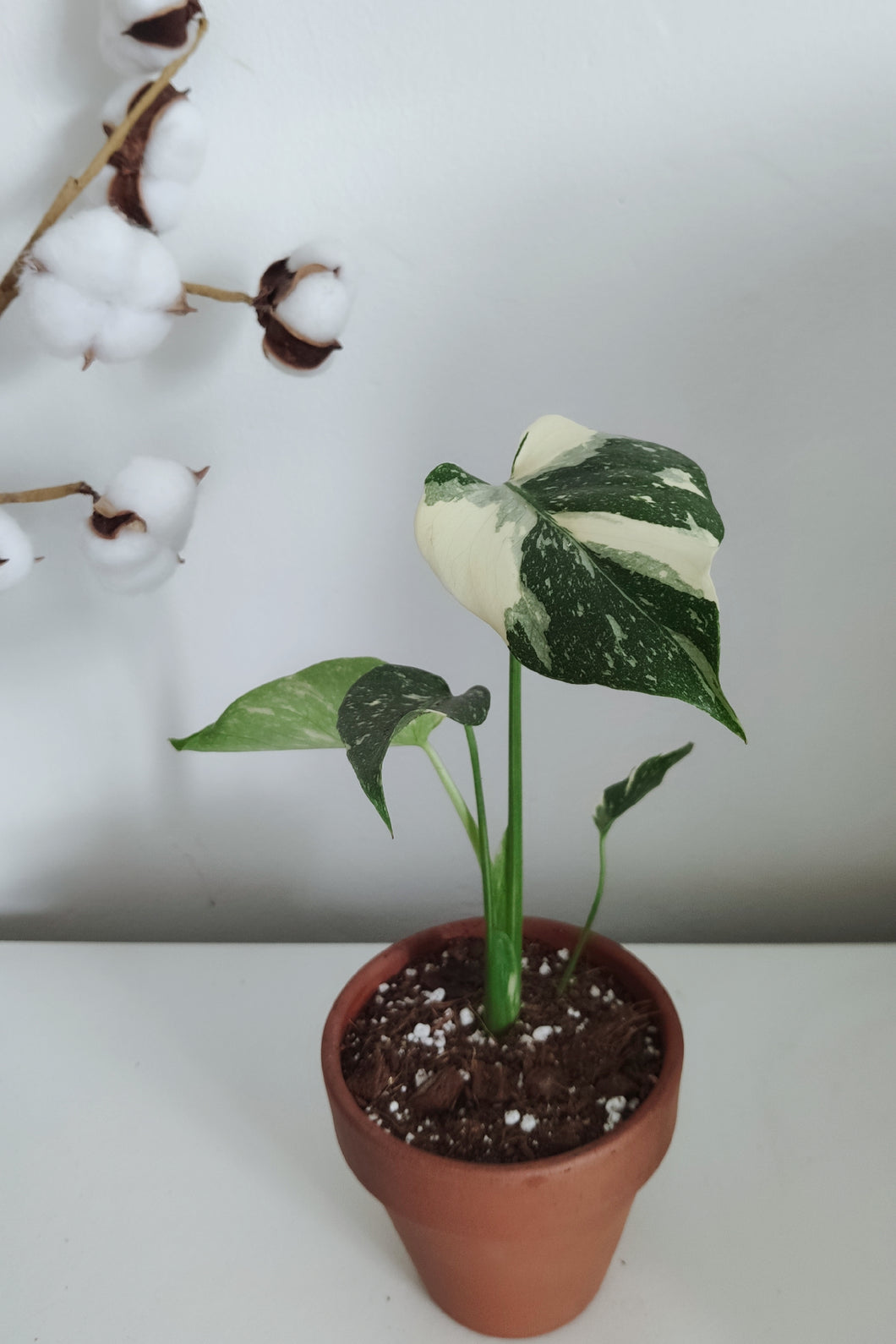 Monstera Deliciosa 'Thai Constellation' - Young Plant