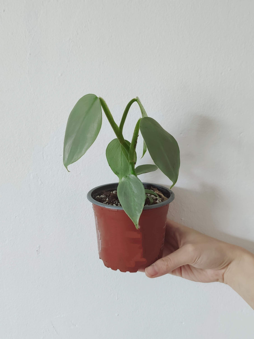 Philodendron Hastatum - Baby Plant