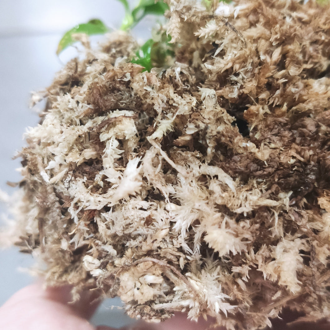Sphagnum Moss (30g)