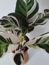 Load image into Gallery viewer, Calathea White Fusion
