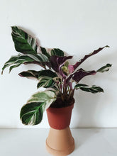 Load image into Gallery viewer, Calathea White Fusion
