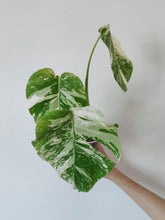Load image into Gallery viewer, Monstera Deliciosa &#39;Albo Variegata&#39; - Rooted Top Cutting
