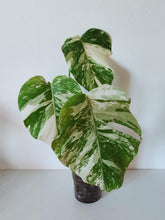 Load image into Gallery viewer, Monstera Deliciosa &#39;Albo Variegata&#39; - Rooted Top Cutting
