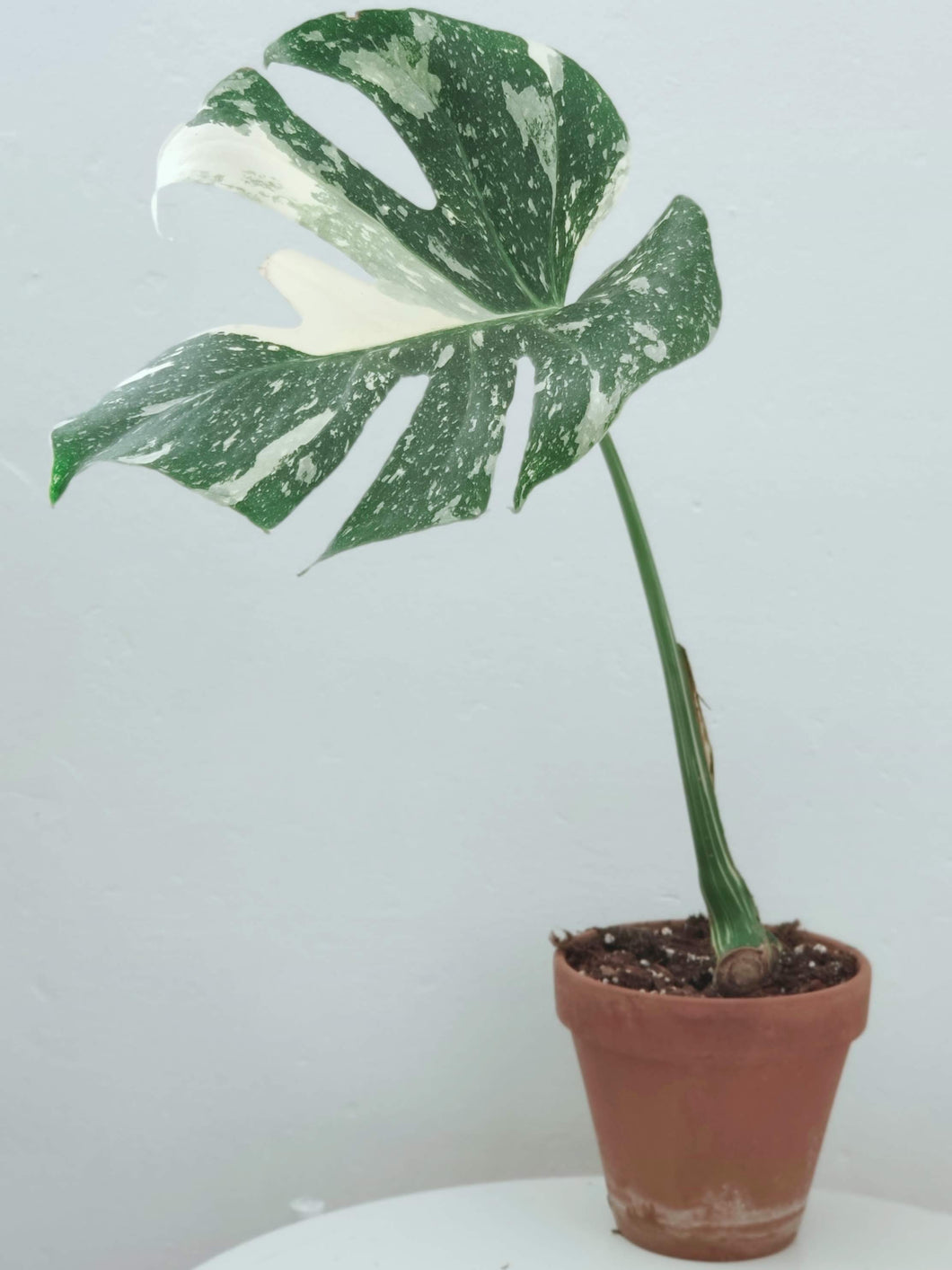Monstera Deliciosa 'Thai Constellation' - Rooted Cutting (L)