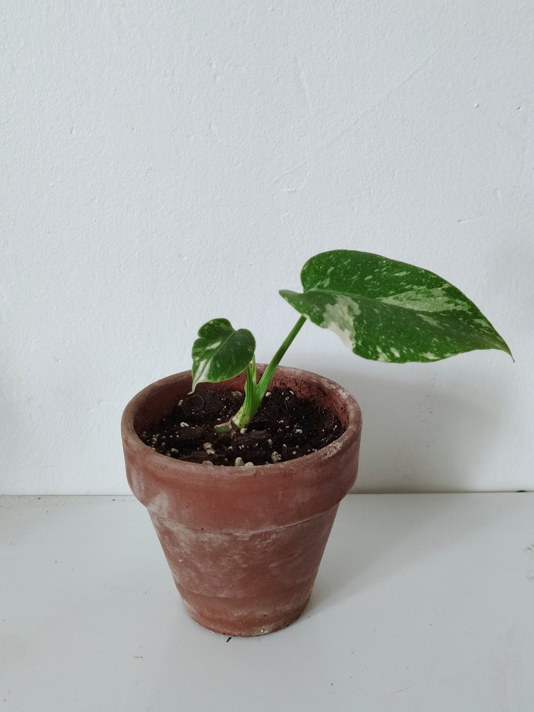 Monstera Deliciosa 'Thai Constellation' - Baby Plant