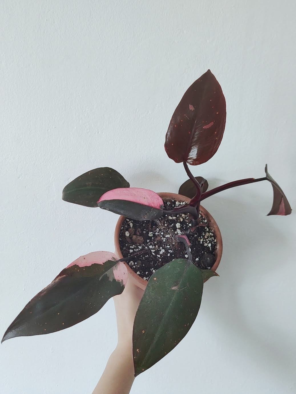 Philodendron Pink Princess (L)