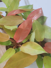 Load image into Gallery viewer, Philodendron Prince Of Orange
