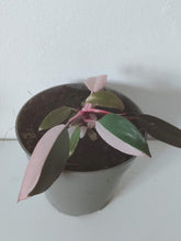 Load image into Gallery viewer, Philodendron Pink Princess (S)
