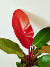 Load image into Gallery viewer, Philodendron Prince Of Orange
