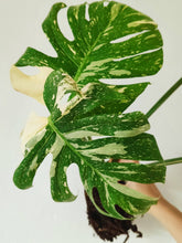 Load image into Gallery viewer, Monstera Deliciosa &#39;Thai Constellation&#39; - Rooted Top Cutting
