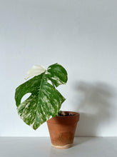 Load image into Gallery viewer, Monstera Deliciosa &#39;Albo Variegata&#39; - Rooted Cutting
