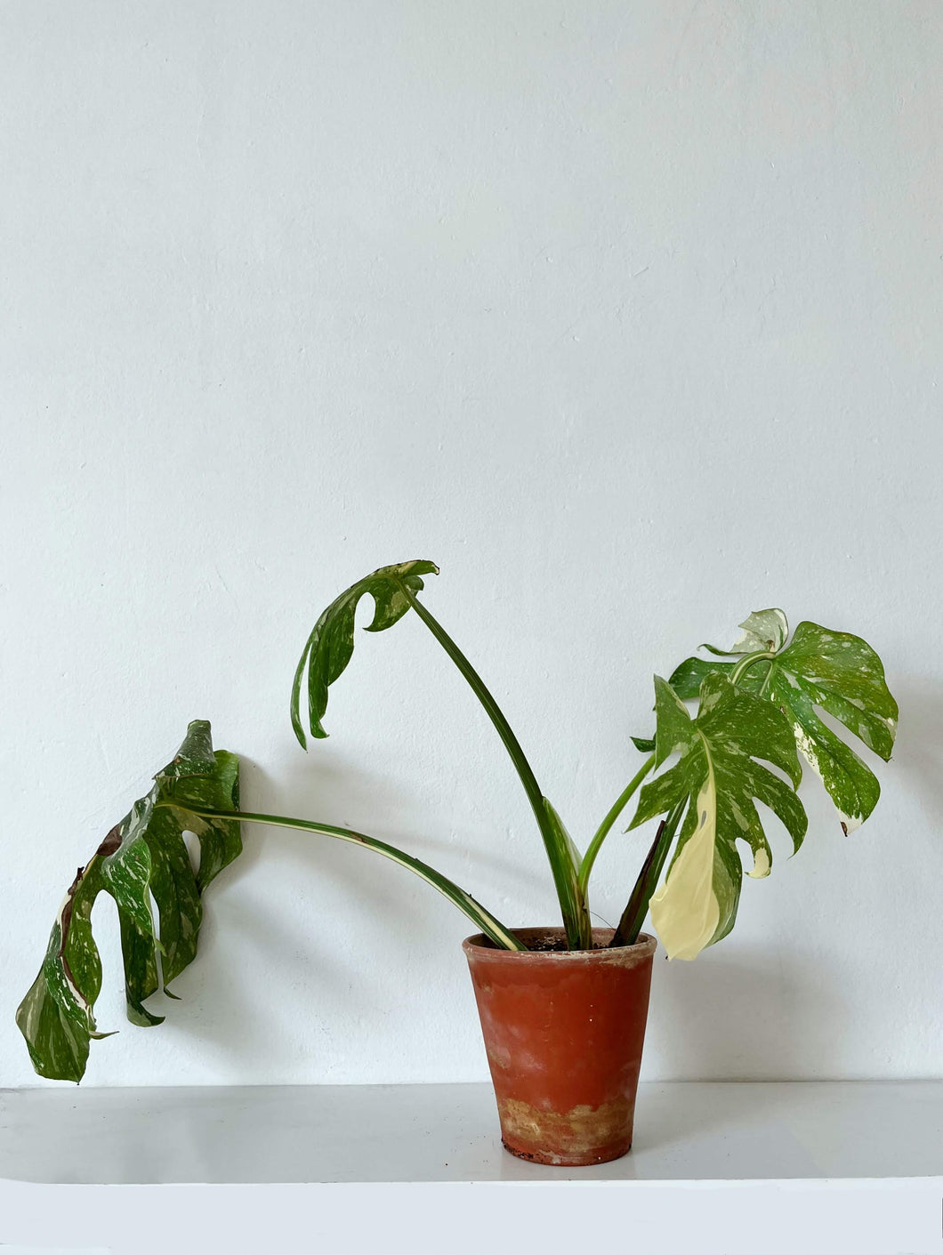 Monstera Deliciosa 'Thai Constellation' - Rooted Top Cutting