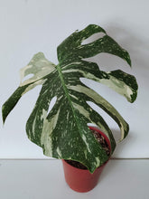 Load image into Gallery viewer, Monstera Deliciosa &#39;Thai Constellation&#39; - Rooted Cutting
