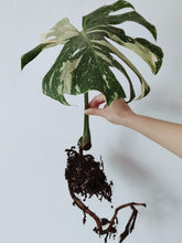 Load image into Gallery viewer, Monstera Deliciosa &#39;Thai Constellation&#39; - Rooted Cutting
