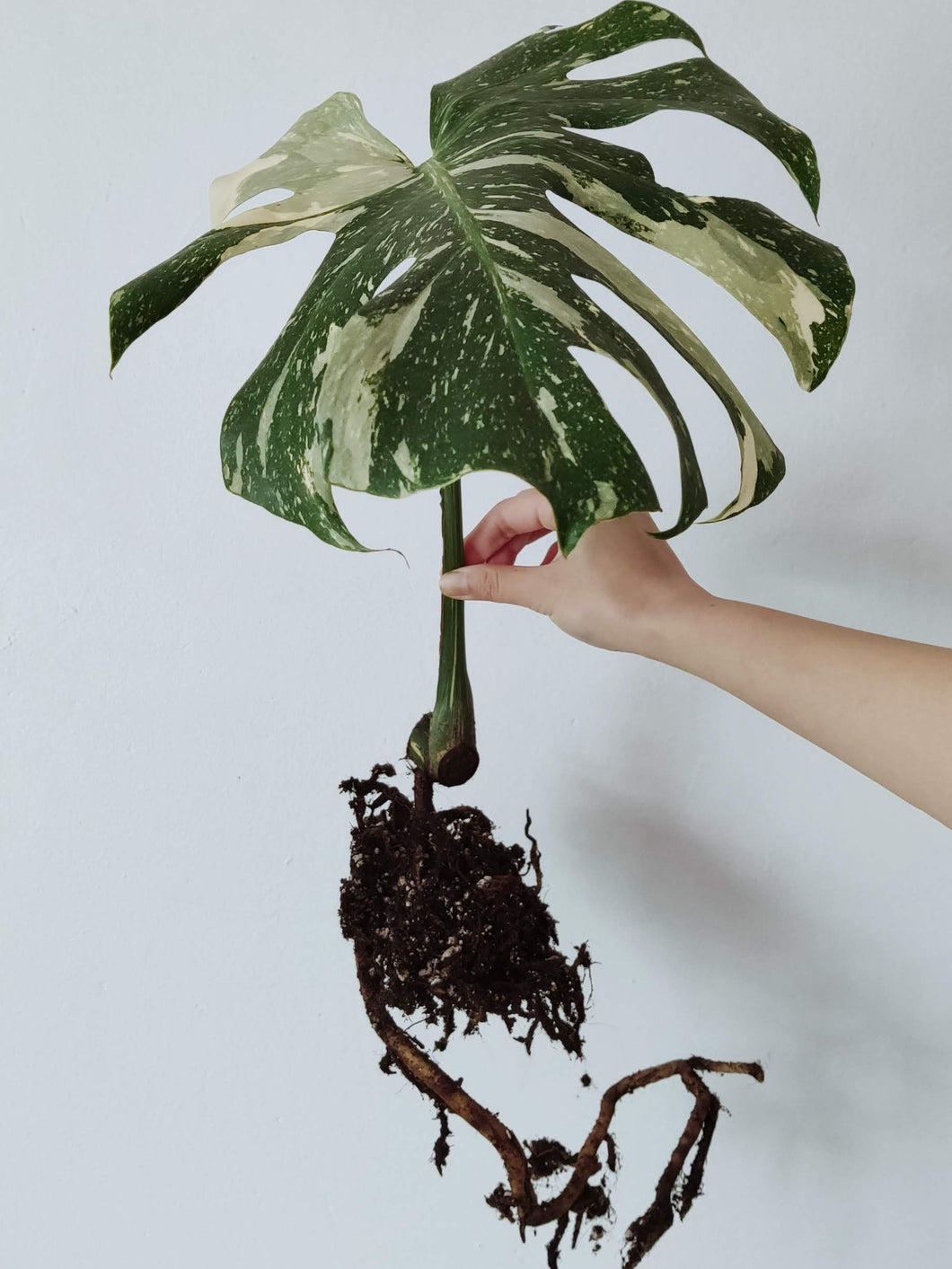 Monstera Deliciosa 'Thai Constellation' - Rooted Cutting