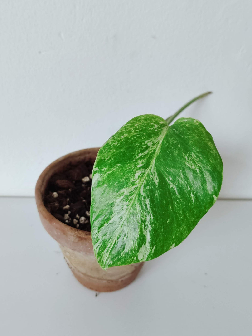 Monstera Deliciosa 'Albo Variegata' - Baby Plant