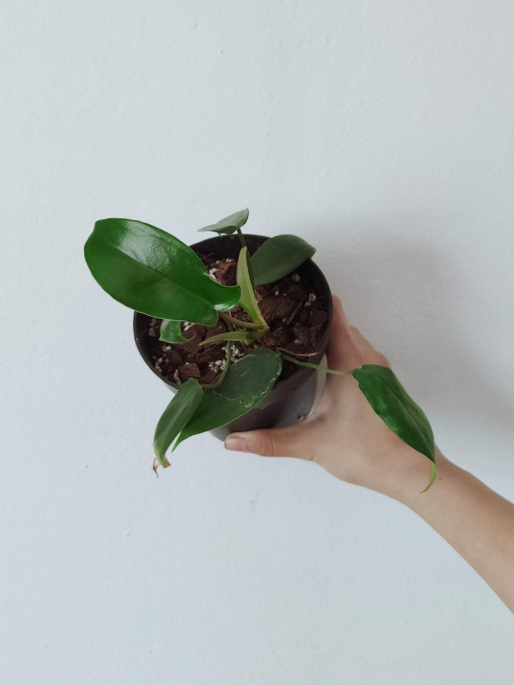 FREE Reverted Philodendron Florida Beauty Baby Plant