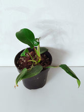 Load image into Gallery viewer, FREE Reverted Philodendron Florida Beauty Baby Plant
