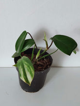 Load image into Gallery viewer, FREE Reverted Philodendron Florida Beauty Baby Plant
