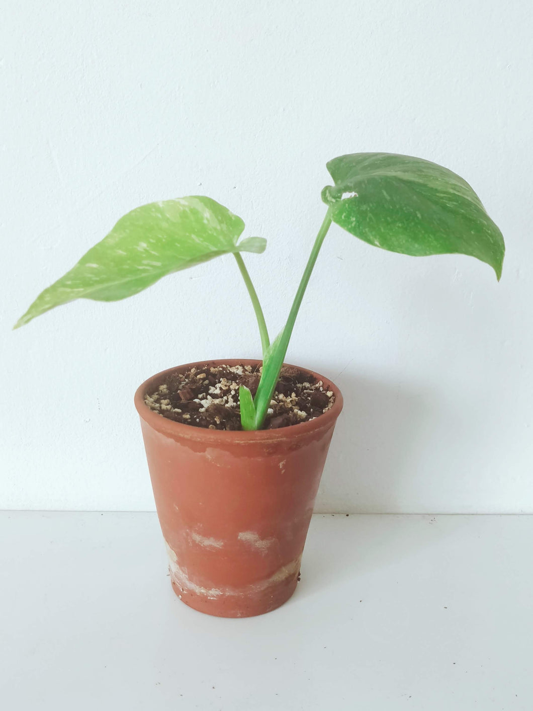 Monstera Deliciosa 'Thai Constellation' - 2-Leaves Baby Plant