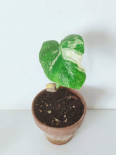 Load image into Gallery viewer, Monstera Deliciosa 'Thai Constellation' - 1-Leaf Baby Plant
