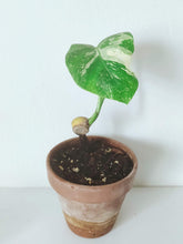 Load image into Gallery viewer, Monstera Deliciosa 'Thai Constellation' - 1-Leaf Baby Plant
