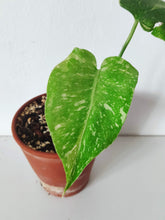 Load image into Gallery viewer, Monstera Deliciosa &#39;Thai Constellation&#39; - 2-Leaves Baby Plant
