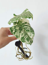 Load image into Gallery viewer, Monstera Deliciosa &#39;Thai Constellation&#39; - Baby Plant
