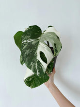 Load image into Gallery viewer, Monstera Deliciosa &#39;Albo Variegata&#39; - Rooted Cutting

