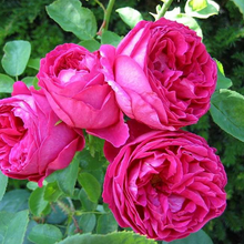 Load image into Gallery viewer, David Austin® Rose - Othello
