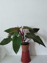 Load image into Gallery viewer, Philodendron Red Emerald
