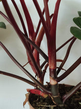 Load image into Gallery viewer, Philodendron Red Emerald
