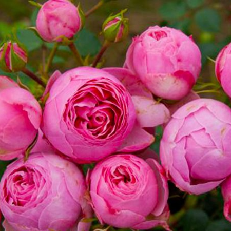 Kordes Rose - Pomponella