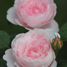 Load image into Gallery viewer, David Austin® Rose - Queen of Sweden
