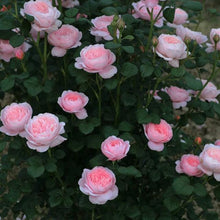 Load image into Gallery viewer, David Austin® Rose - Queen of Sweden
