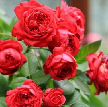 Meilland Rose - Red Eden Rose