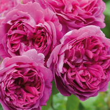 Load image into Gallery viewer, David Austin® Rose - Young Lycidas
