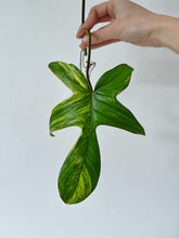 Load image into Gallery viewer, Philodendron Florida Beauty - Top Cutting
