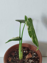 Load image into Gallery viewer, Monstera Deliciosa &#39;Thai Constellation&#39; - Young Plant
