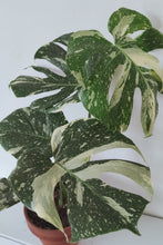 Load image into Gallery viewer, Monstera Deliciosa &#39;Thai Constellation&#39; - Full Plant
